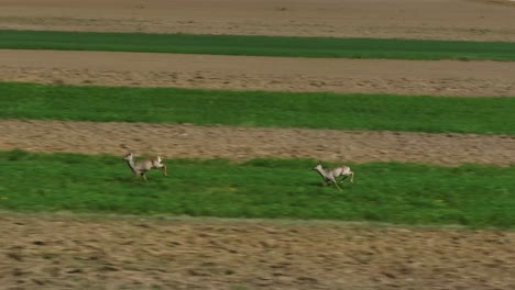 two deer running through green and brown fields on a sunny day