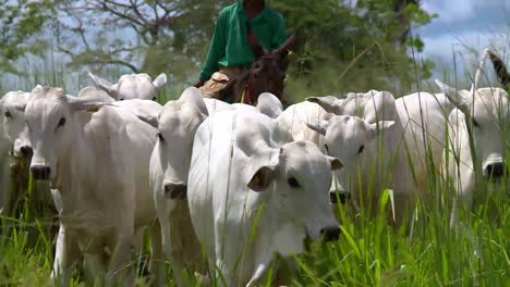 Brazilian-farmer-riding-a-mule-musters-a-herd-of-Nelore-cattle-through-a-paddock