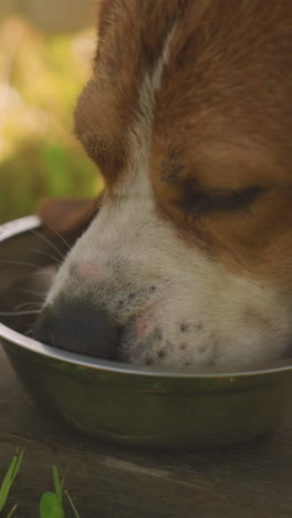 up de perro en la correa comiendo de un cuenco de metal colocado en una tabla de madera en un exuberante jardín al aire libre, rodeado de vegetación vibrante bajo la cálida luz del sol