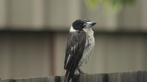 Butcherbird-Mojado-Encaramado-En-La-Valla-Lloviendo-Australia-Gippsland-Victoria-Maffra-Cerrar