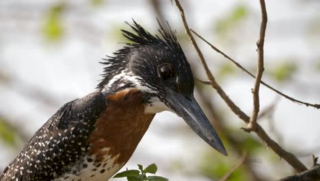 giant kingfisher