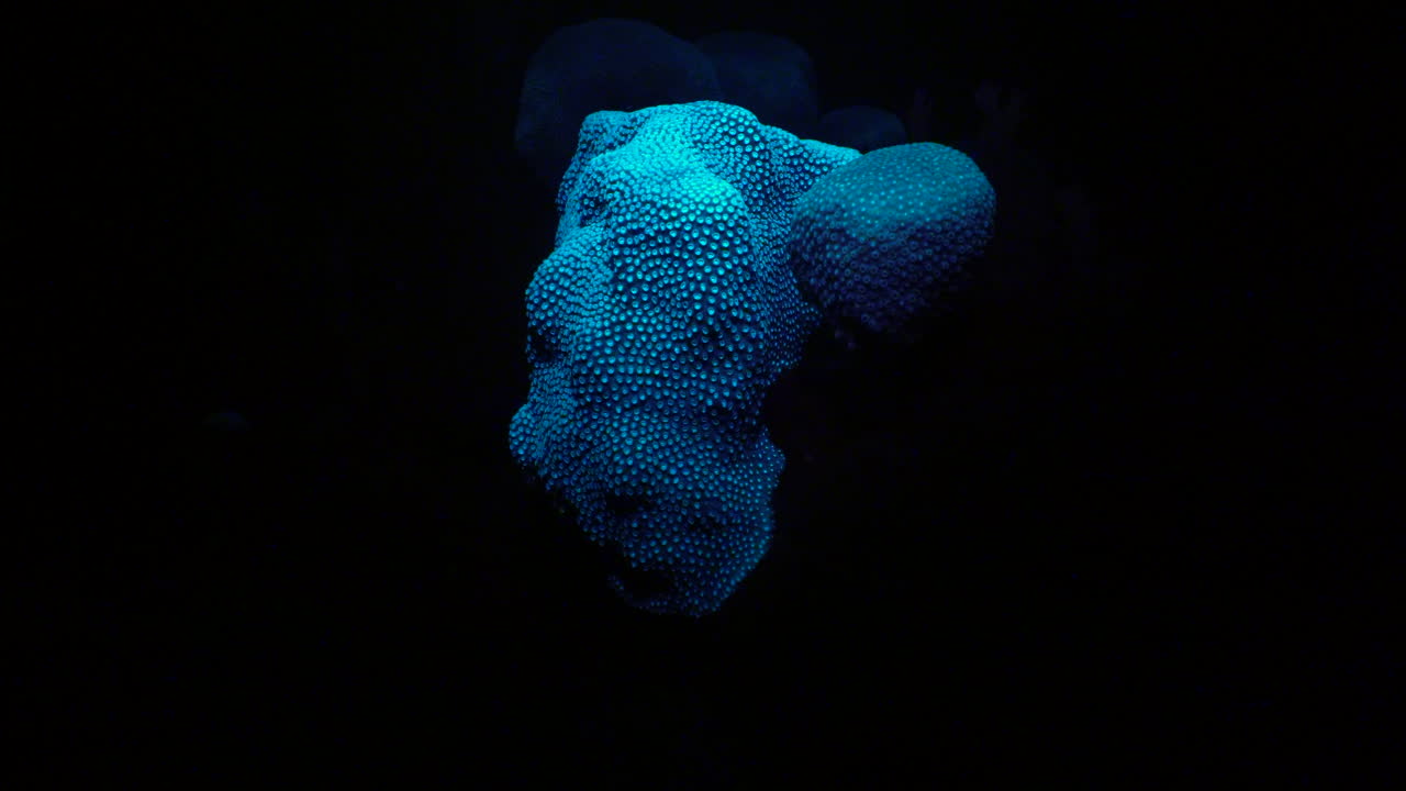 por la noche, la cámara se enfoca en un coral azul fluorescente en el mar del caribe