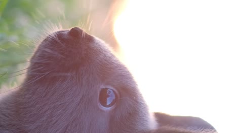 close-up of a cat in sunlight