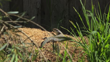 blue tongue lizard resting on hay mound in the sun looking towards camera