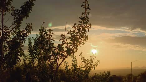 Cinematic-Shot-Of-Branches-Moving-In-The-Wind-With-Golden-Hour-Sunset-Desert-Sun-In-Background