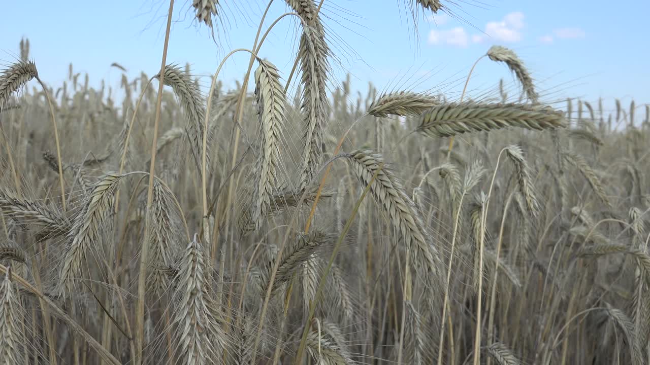 el grano de centeno se usa para hacer harina, pan, cerveza, pan crujiente, algunos whiskys, algunos vodkas y forraje para animales