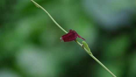 A-stem-moving-with-the-wind-as-it-also-moves-its-head-around,-Grasshawk-Dragonfly,-Neurothemis-fluctuans,-Kaeng-Krachan-National-Park,-Thailand