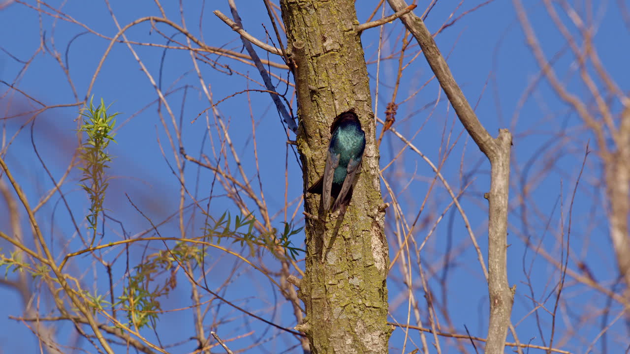 A cinematic look at purple martins soaring in spring air, slowed for clarity.