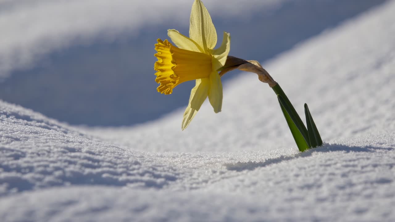 Close-up of a yellow daffodil emerging from snow, captured at a low angle