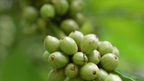 robusta coffee beans growing on a plant at a farm in rural vietnam in the buon ma thuot region of vietnam