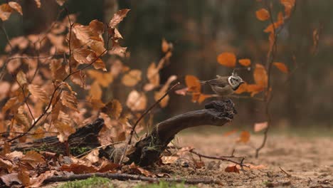 Slow-Motion-Beautiful-Close-Up-of-European-Crested-Tit-Looking-at-Camera-then-Flying-off-in-the-Rain