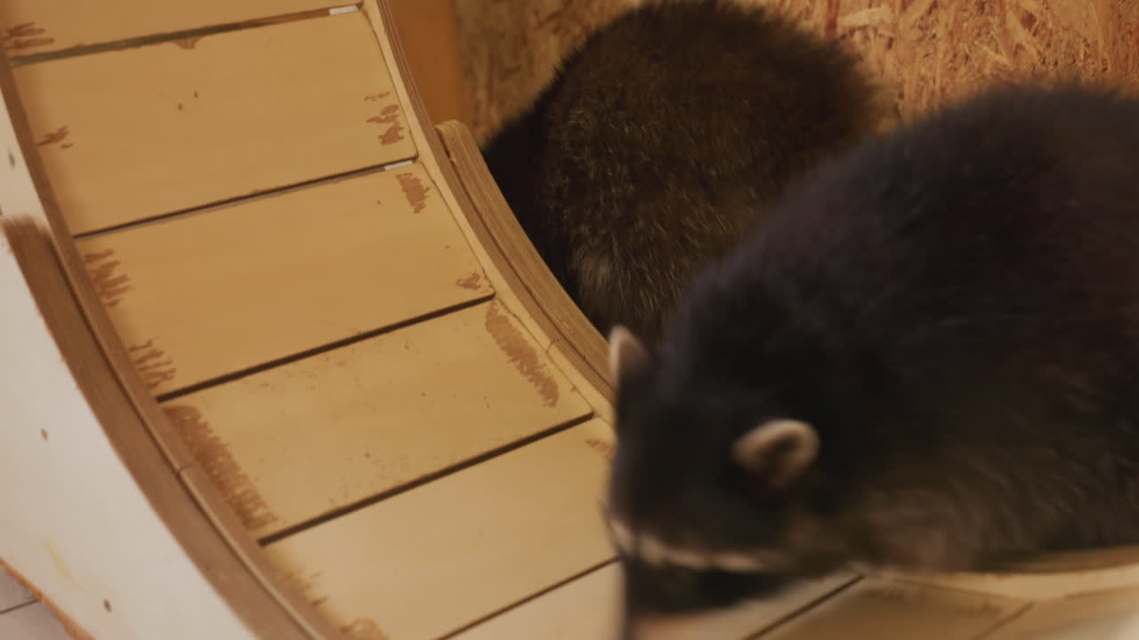 Procione che esplora un buco in una ruota, ispeziona un tunnel di legno e annusa l'ingresso, allestimento di arricchimento indoor, arrampicata cauta e sbirciatina nella cavità, coda che si agita, viso mascherato e dettagli dei baffi