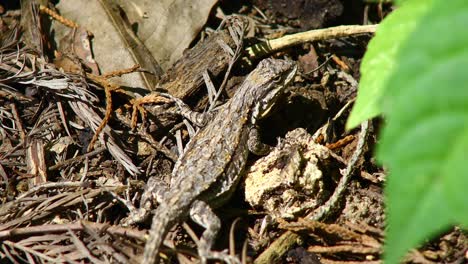 vídeo estático de primer plano de un lagarto no identificado