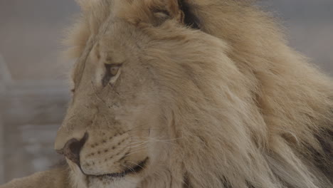 close up of a lion side profile with wet nose