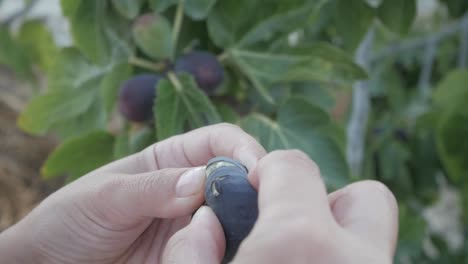 close up of hands opening a ripe fig on the tree, revealing its fresh interior with blurred green leaves in the background
