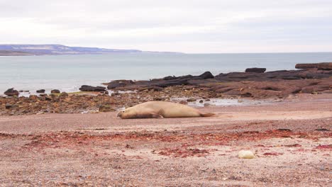 vista de gran ángulo de una foca elefante macho que se mueve por la playa hacia el océano
