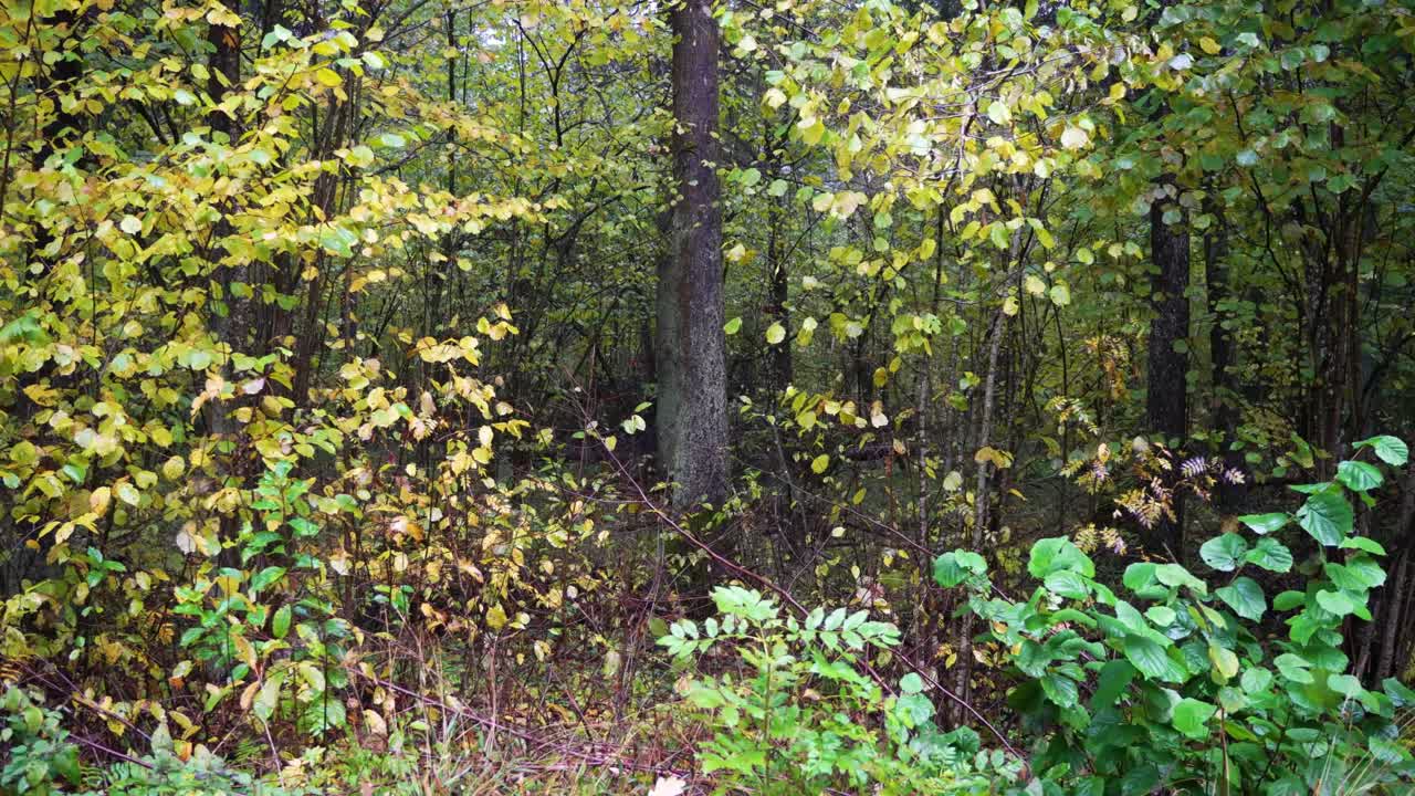 disparo de densos árboles verdes húmedos en el bosque a principios de la mañana nublada de otoño