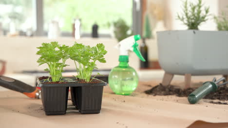 growing parsley plants indoors with spray bottle and gardening tools nearby, copy space