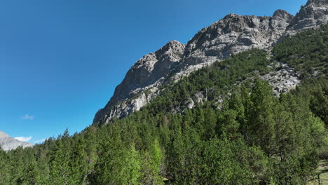 drone flight between fir trees with french alps in background sunny day