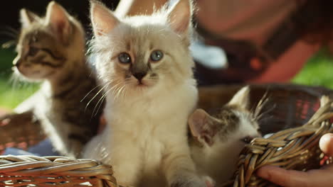 three cute little cats sitting on a basket in the park on a summer day