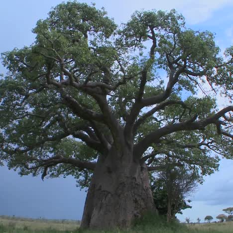 A slow zoom into a baobab tree on the plains of Tarangire Tanzania