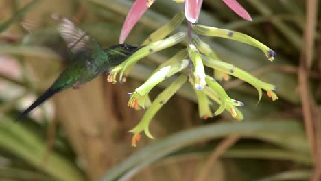 bromeliad 꽃을 방문하는 바이올렛 덮인 woodnymph 벌새