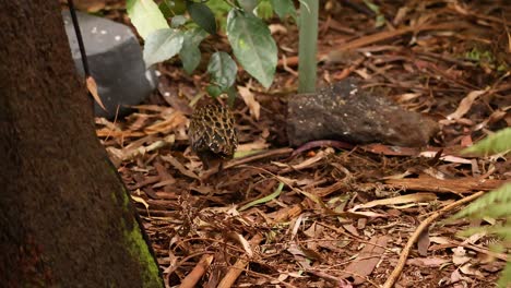 a bird searches for food on the ground