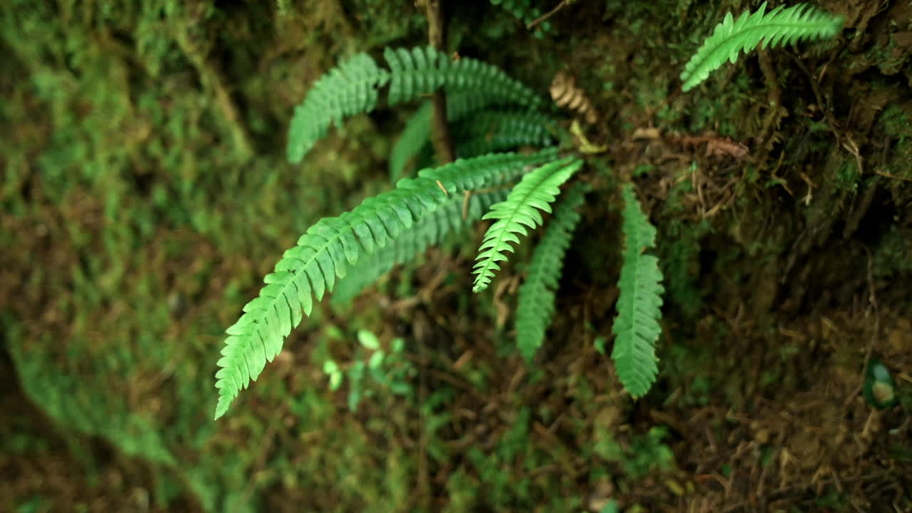 hojas verdes de helecho que crece en rocas cubiertas de musgo en el bosque