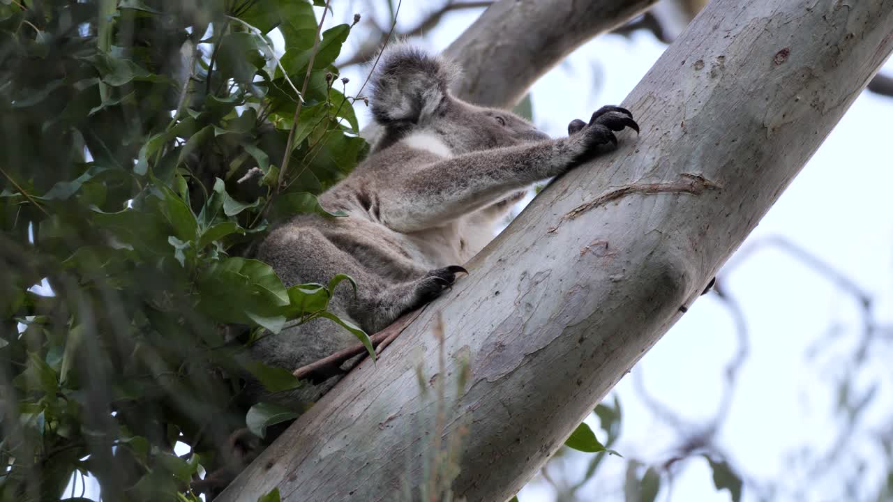A resting Koala Bear wakes up before climbing higher up a Australian Gum tree. Wildlife behaviour