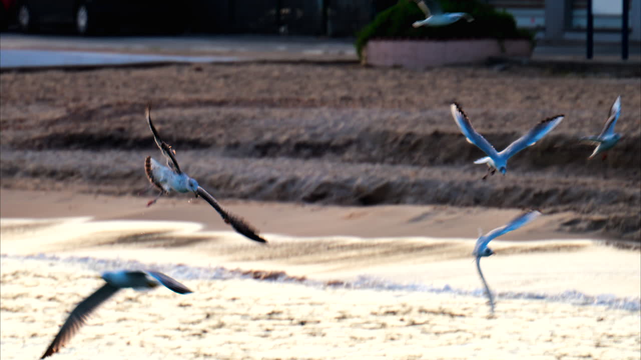 해가 지면 바다 위를 날아다니는 해파리