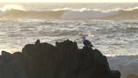 4k-Paisaje-Costero-Y-Vida-Silvestre-De-La-Bahía-De-Monterey