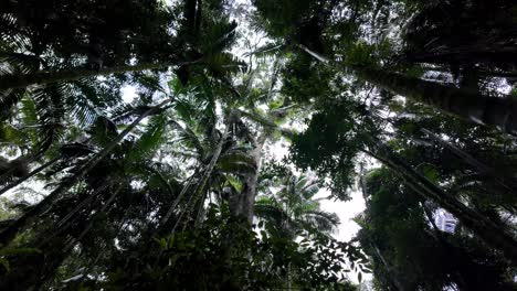 Raindrops-falls-through-a-lush-rainforest-canopy-while-hiking-along-a-tropical-mountain-walking-track