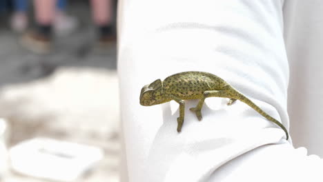 chameleon crawling persons arm used by marrakesh merchant to attract tourists to their stores