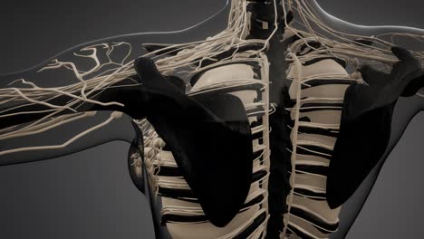 transparent human body with visible bones