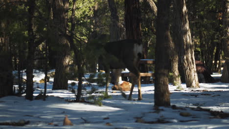 Wild-Elk-Walking-Past-On-Snow-Covered-Ground