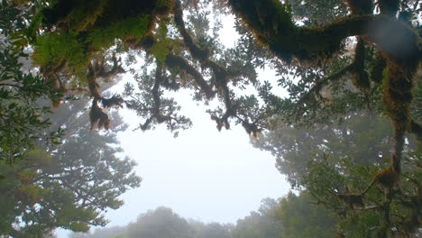 caminar en un bosque otoñal escénico de mal humor, mirando hacia arriba en las copas de los árboles oscuros rodeados de niebla