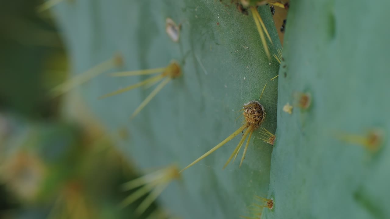 Close-up of Cactus Spines on a Green Paddle