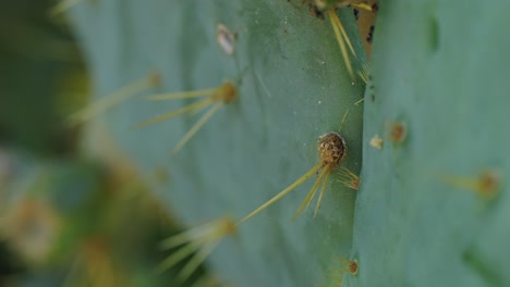 close-up of cactus spines on a green paddle
