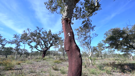 Tiro-Inclinado-De-Alcornoques-Sobre-Campo-De-Alcornoques