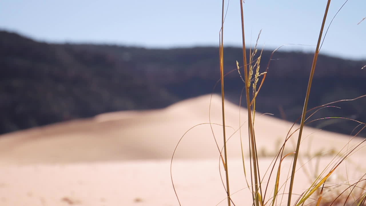 la hierba sopla en el viento sobre las dunas de arena en el parque nacional zion