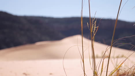 grass blows in the wind over sandy dunes in zion national park