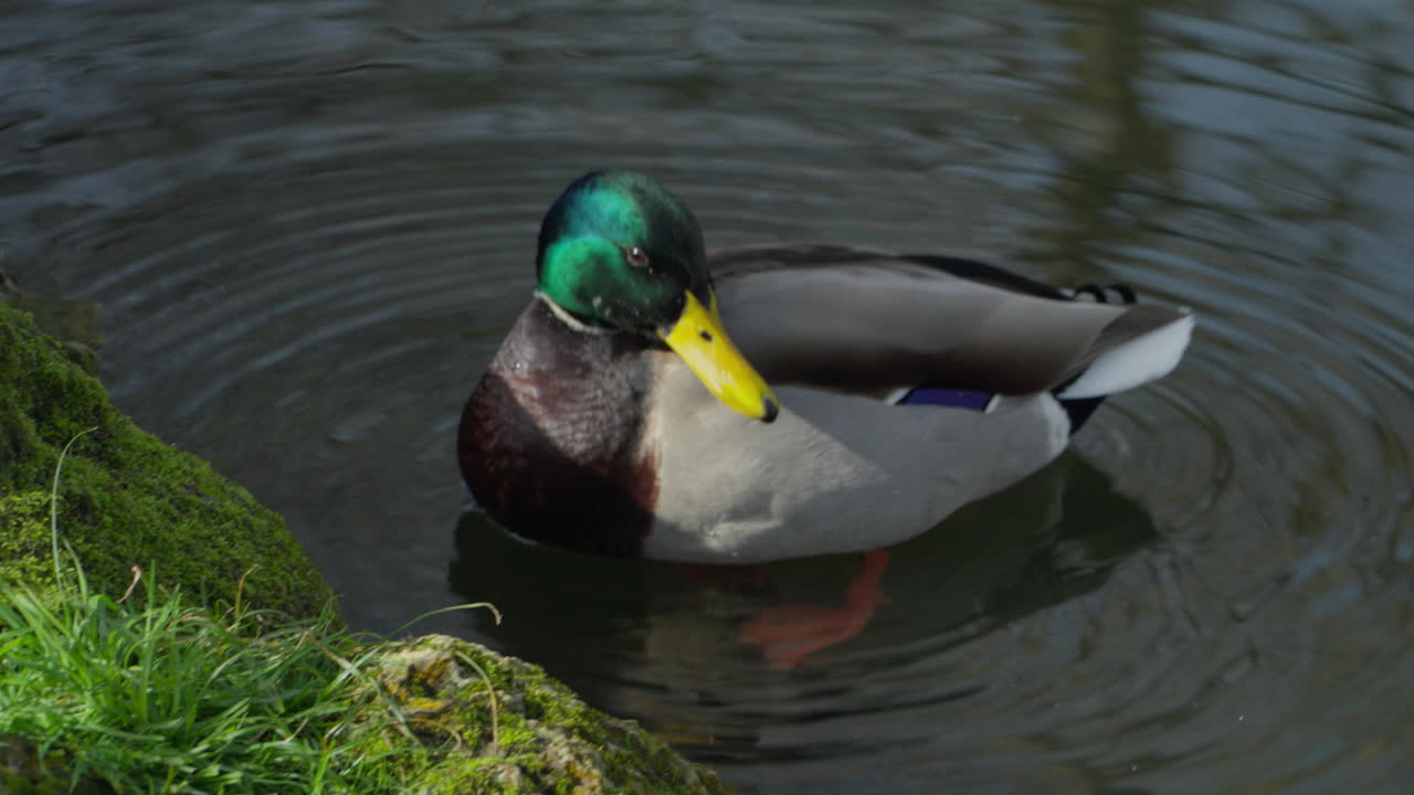 Bellissima anatra di Aviles nelle Asturie.