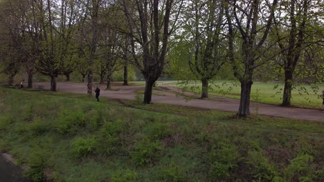 Person-walks-along-an-avenue-of-trees-by-a-river,-Cologne,-green-belt,-Germany