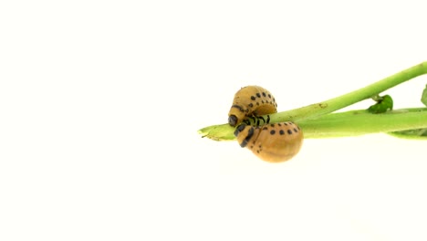 escarabajos de la patata en el tallo de la planta