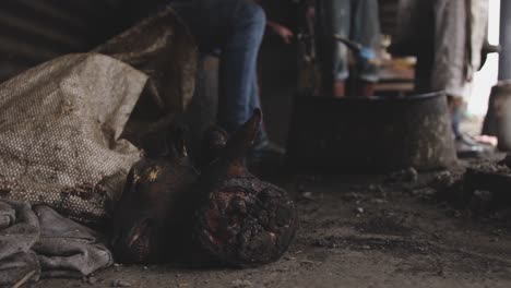 view of a dead animal head on the floor