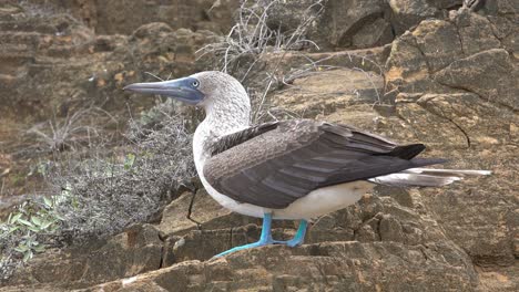 a blue footed booby sits on a cliff face in the galapagos islands ecuador