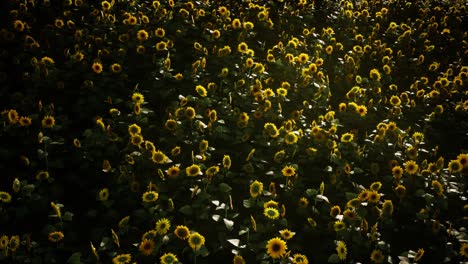 Sunflower-field-and-cloudy-sky