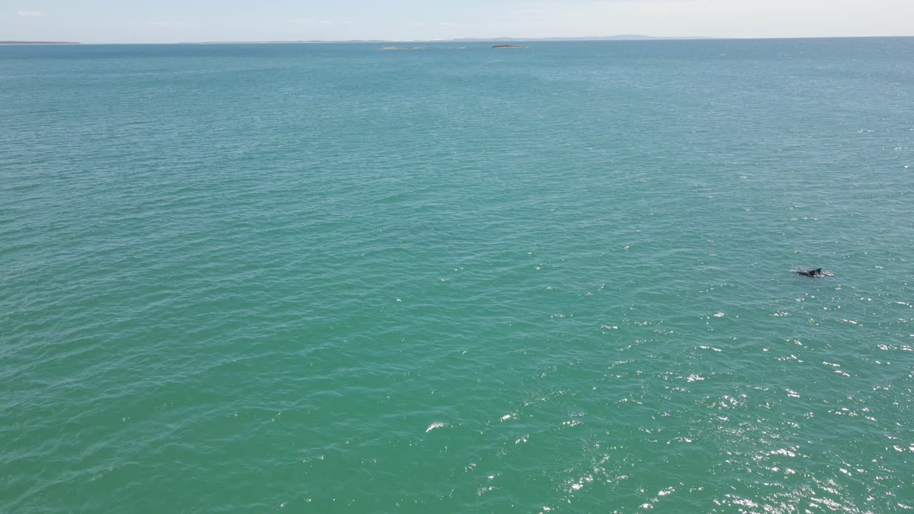 잔잔한 파도와 함께 푸른 바다 표면에서 헤엄치는 돌고래의 등지느러미