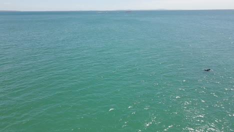 Dorsal-Fin-Of-Dolphins-Swimming-Seen-On-The-Surface-Of-Blue-Ocean-With-Calm-Waves