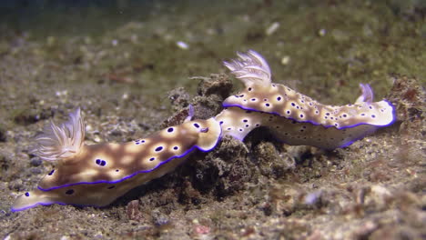 Nudibranches-Risbecia-Tryoni-Mostrando-El-Comportamiento-De-Relaves,-Filmado-Bajo-El-Agua-En-El-Fondo-Arenoso-En-El-Indopacífico